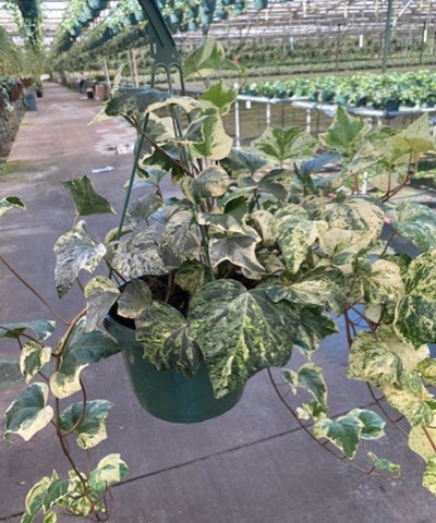 Marble Variegated Algerian Ivy
